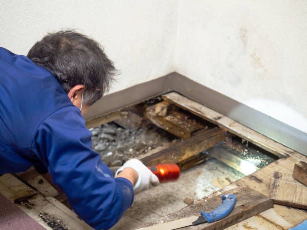 Best Professional Mold Removal  in Weston, FL