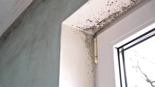 Best Same-Day Mold Removal  in Weston, FL