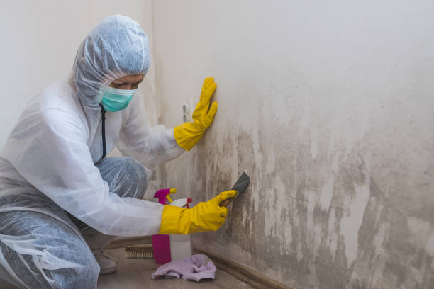 Trusted Weston, FL Mold Removal Experts