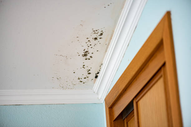 Best Office Mold Removal Services  in Weston, FL