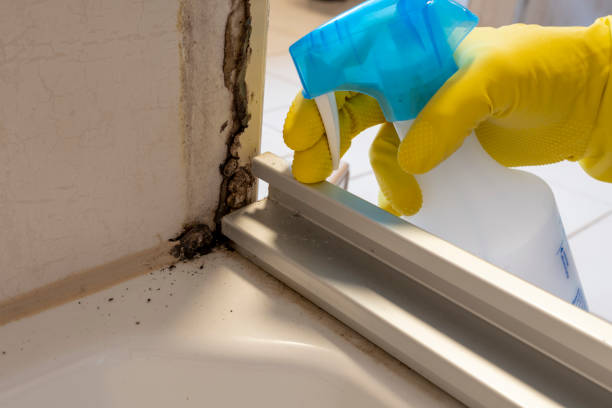 Best Mold Cleaning Services  in Weston, FL