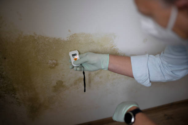 Best Attic Mold Removal  in Weston, FL