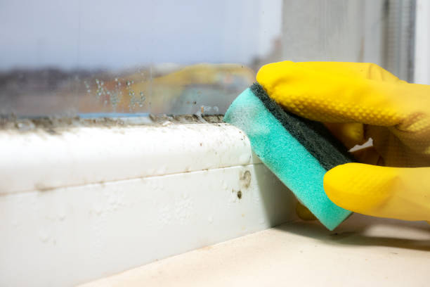 Best Professional Mold Removal  in Weston, FL