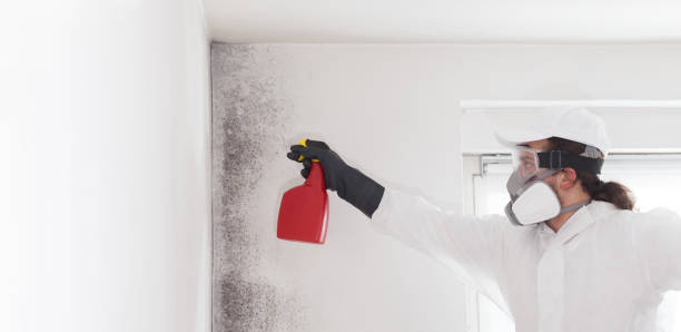 Best Best Mold Removal Companies  in Weston, FL