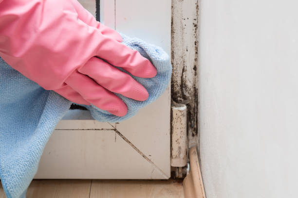 Best Fast Mold Removal  in Weston, FL