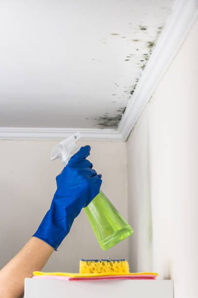 Best Affordable Mold Removal  in Weston, FL