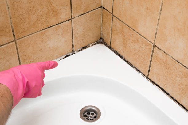 Best Same-Day Mold Removal  in Weston, FL